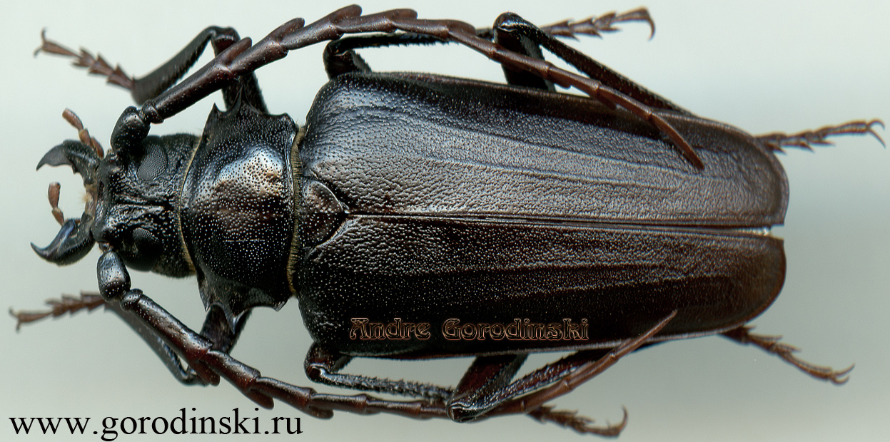 http://www.gorodinski.ru/cerambyx/Prionus (Psilotarsus) heydeni heydeni.jpg